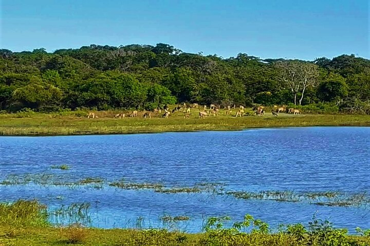 Yala National Park